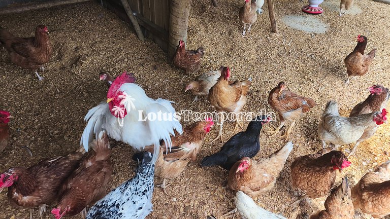 Chácara com 11 dorms. para fim de semana e eventos LT0087